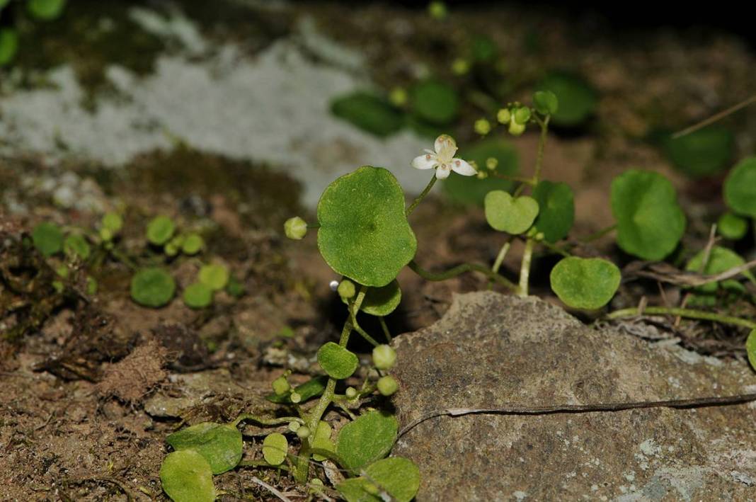 İzmir'in dağlarında endemik çiçekler açtı! 3